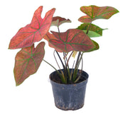 花葉芋／彩葉芋（Caladium bicolor）