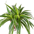 Chlorophytum spiderplant (Spider Plant)