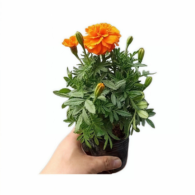Tagetes Erecta (African Marigold)