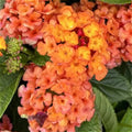 Lantana Camara