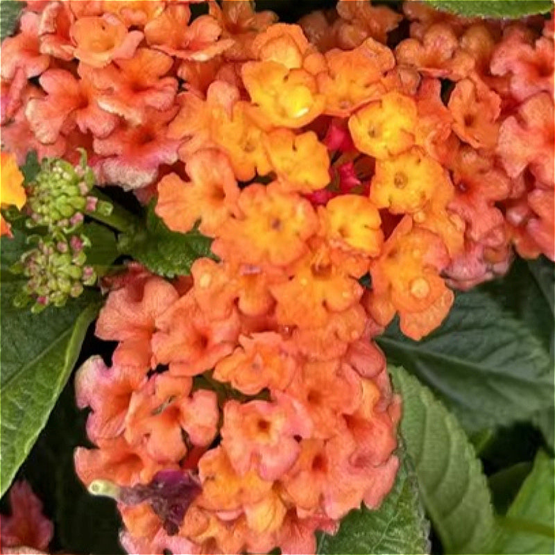 Lantana Camara