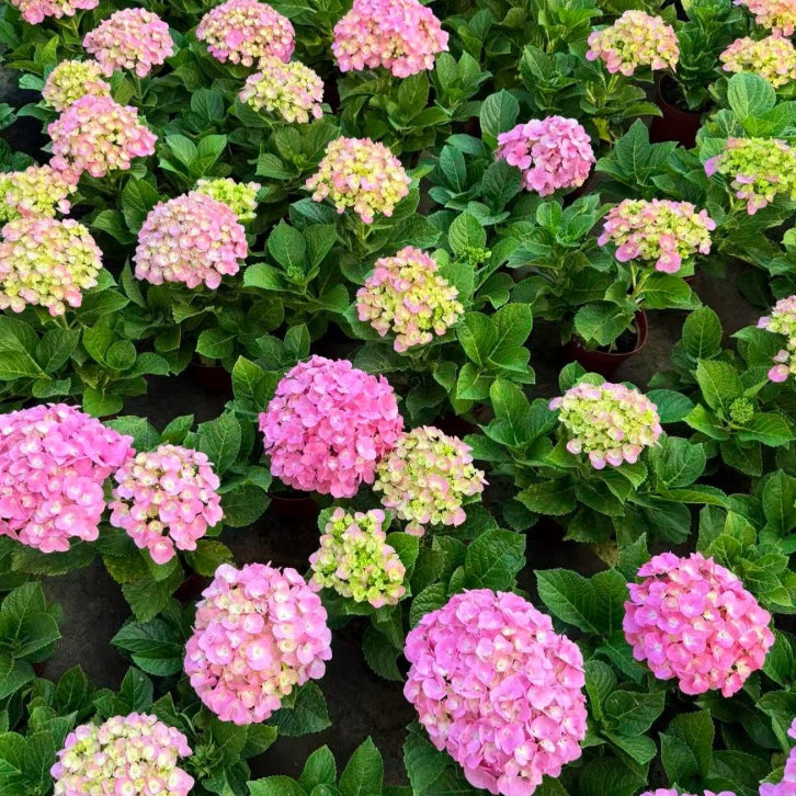 Hydrangea Macrophylla