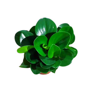圓葉椒草／嬰兒橡膠樹（Peperomia obtusifolia）