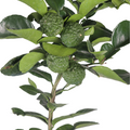 Grafted Kaffir Lime Tree
