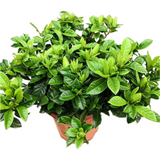 Gardenia