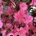 Encore Azalea