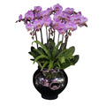 Phalaenopsis Orchid Potted Plant - Delicate Beauty