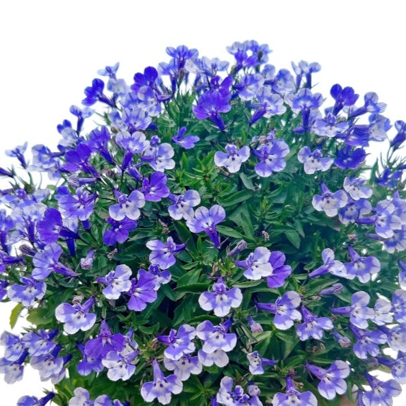 Lobelia Erinus