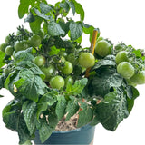 Cherry Tomato Plant - Sweet and Versatile Harvest