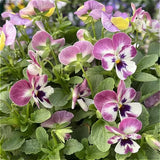 Pansy