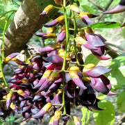 白花油麻藤（Mucuna birdwoodiana）