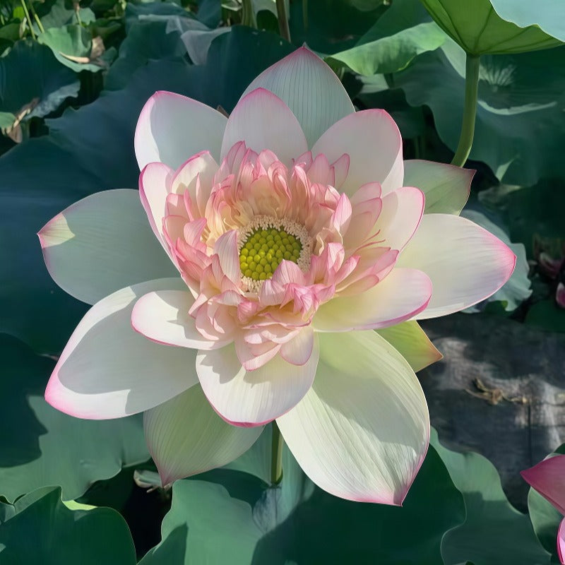 Lotus