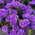 Chinese Aster