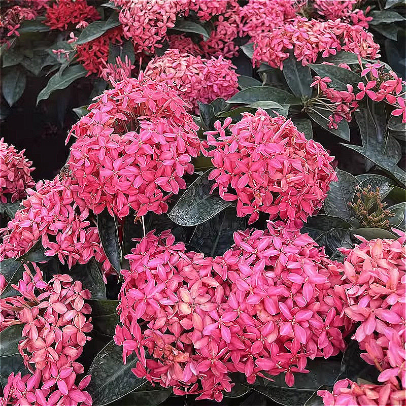 龍船花（Ixora chinensis）