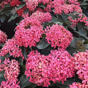 龍船花（Ixora chinensis）
