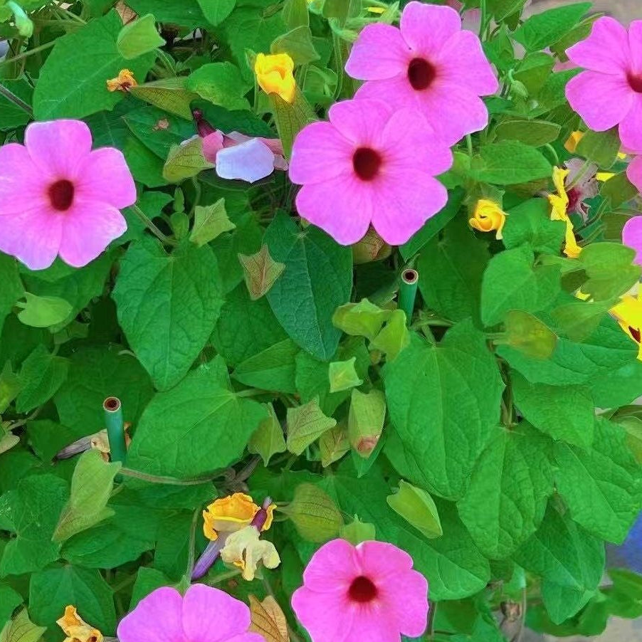 Thunbergia Alata (Black-Eyed Susan Vine)