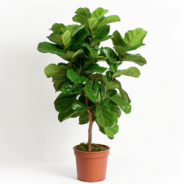 Ficus Pandurata