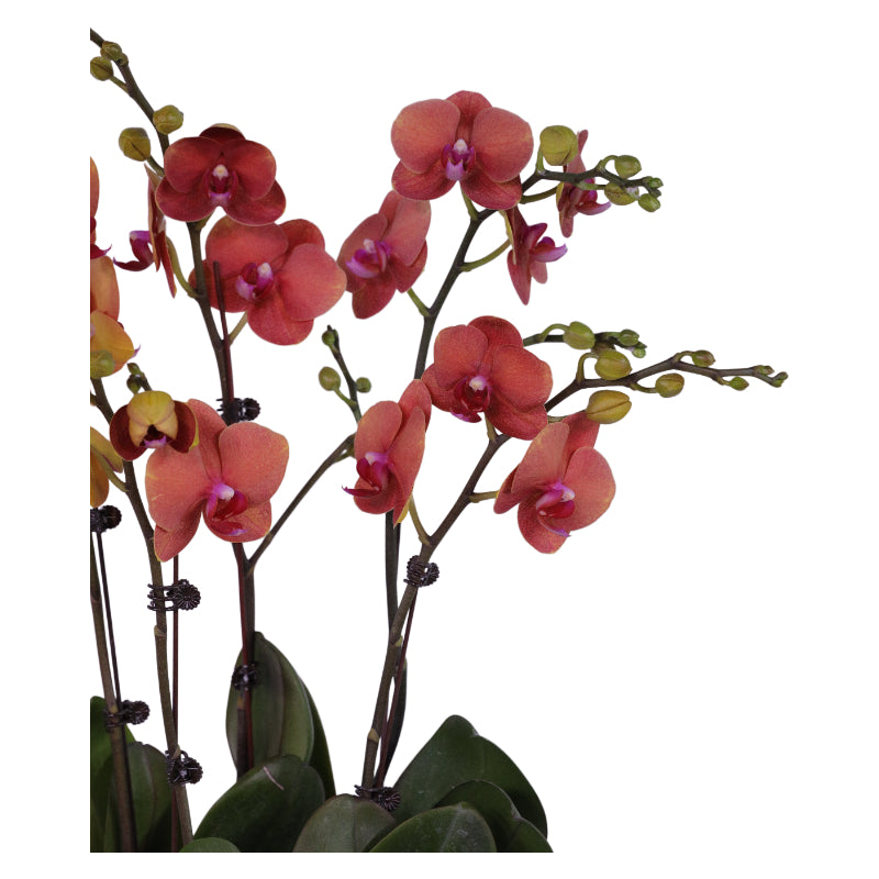 Phalaenopsis Orchid Potted Arrangement - Amber Bless