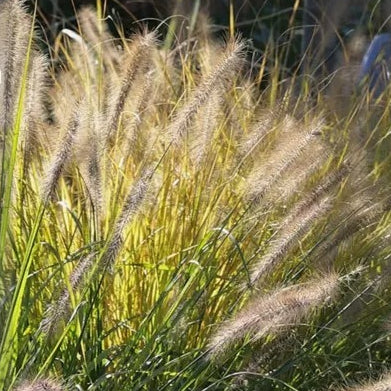 小兔子狼尾草（Pennisetum alopecuroides 'Little Bunny'）