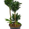 Dracaena Compacta