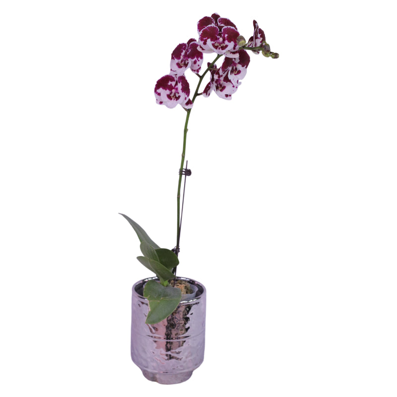 Phalaenopsis Cherry Dream Orchid for Elegant Displays