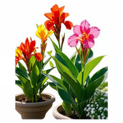 美人蕉『Warscewiczii』（Canna）
