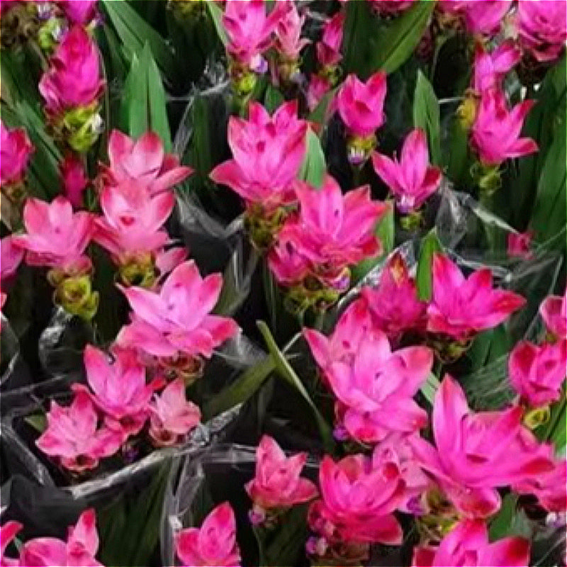 Ginger Lotus (Nelumbo nucifera)