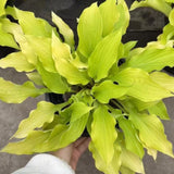 Hosta plantaginea(Plantain Lily)
