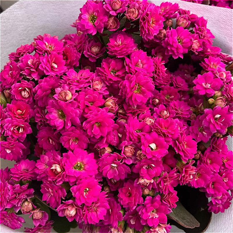 Kalanchoe Blossfeldiana