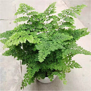鐵線蕨（Adiantum spp.）