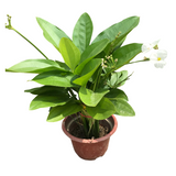 Alisma Plantago-aquatica (Water Plantain)