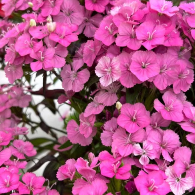 Dianthus Chinensis