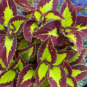 彩葉草（Coleus scutellarioides）