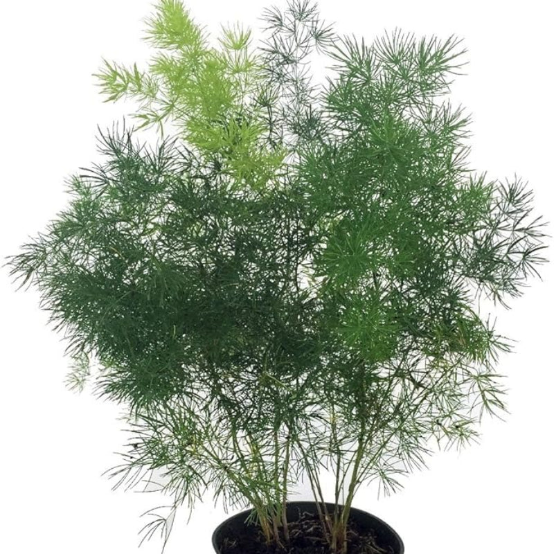 明蕨（Asparagus retrofractus）