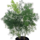 Asparagus Retrofractus (Ming Fern)