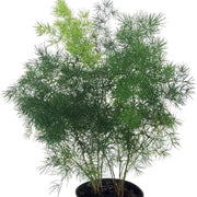 明蕨（Asparagus retrofractus）