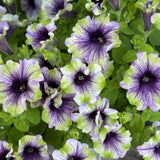 Petunia