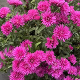 Chinese Aster