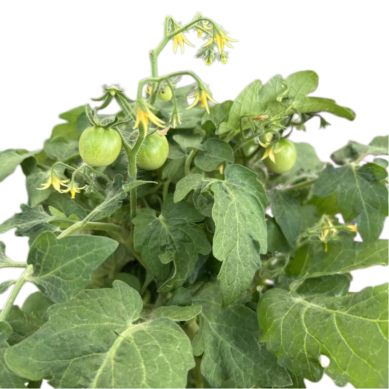 Cherry Tomato Plant - Sweet and Versatile Harvest