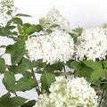 Hydrangea macrophylla