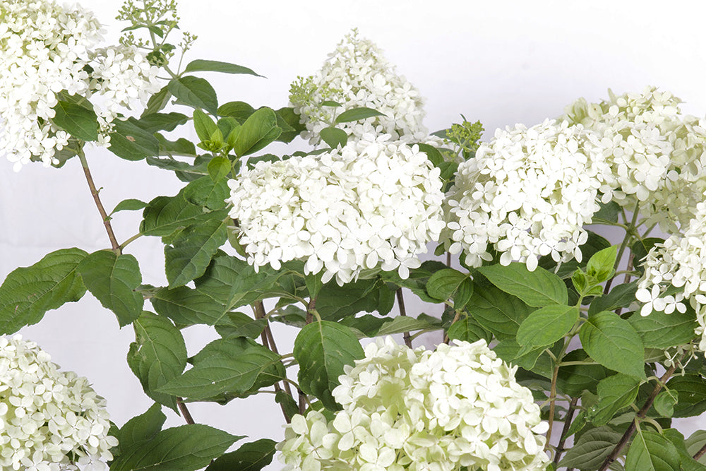 Hydrangea macrophylla