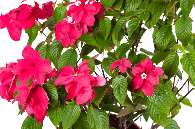 Erkak va ayol jinsiy aloqa Novouralskda intim tanishuv