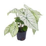 Caladium Allure
