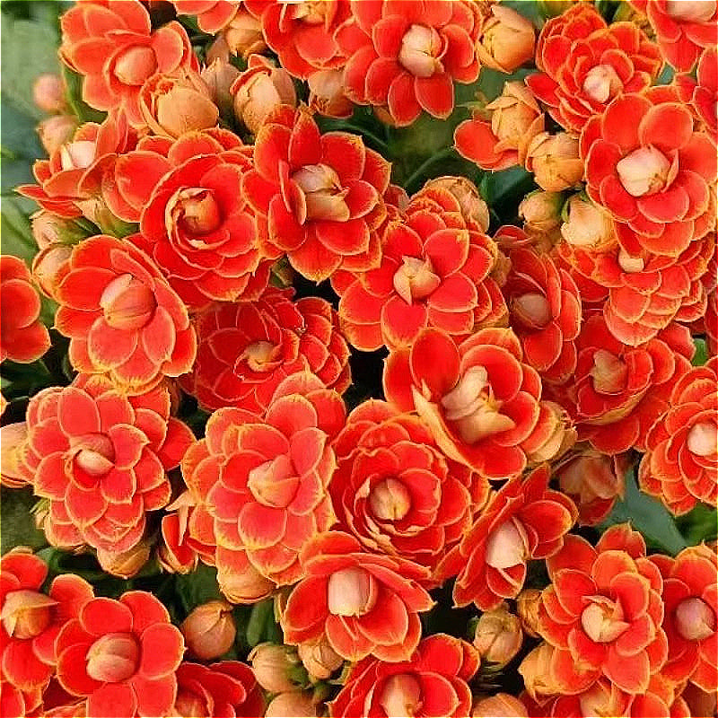 Kalanchoe Blossfeldiana
