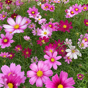 大波斯菊（Cosmos bipinnatus）