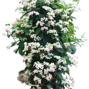 龍吐珠／垂心藤（Clerodendrum thomsoniae）