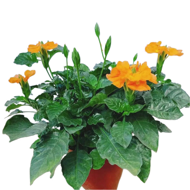 十字花／黃蝦花（Crossandra）