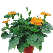 十字花／黃蝦花（Crossandra）
