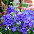 Delphinium Ajacis