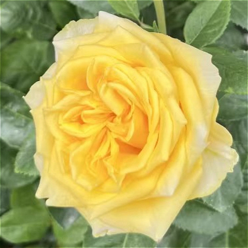 Rose-Mini